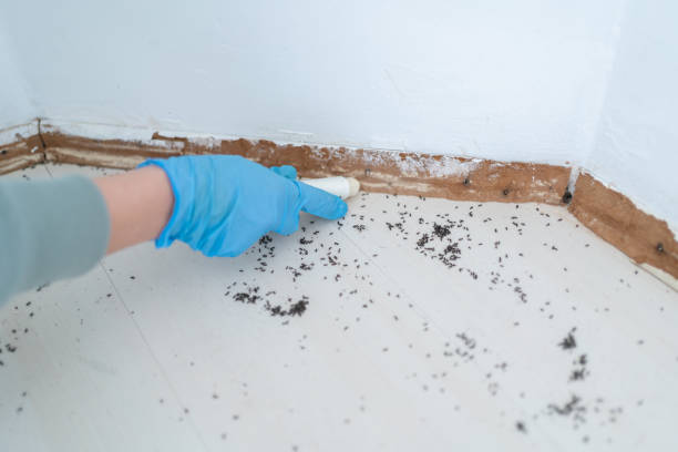 Best Wasp Removal Services  in Elbow Lake, MN